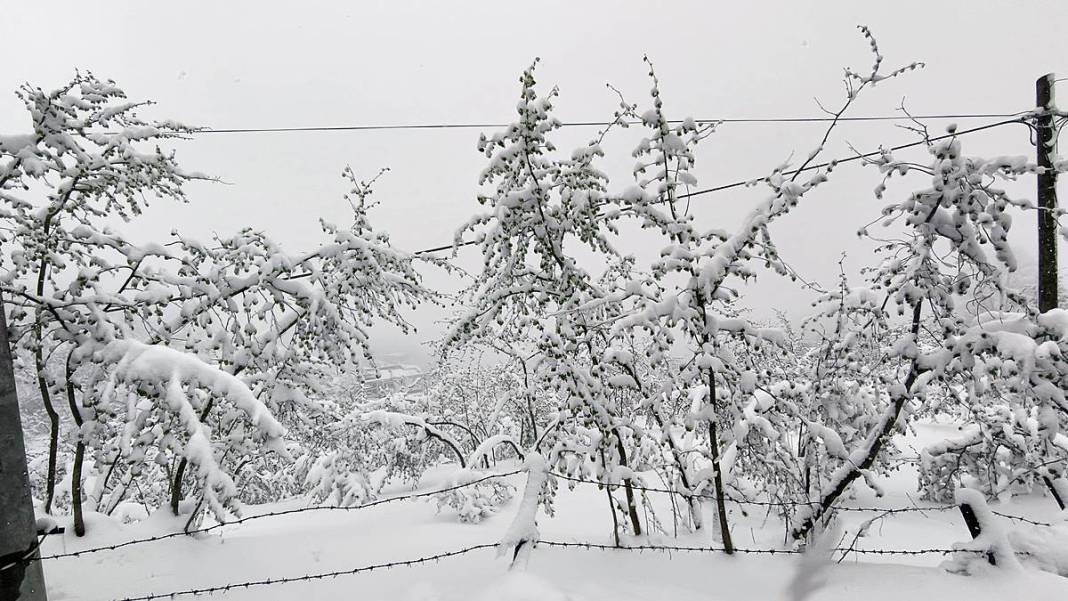 Tarımda tarihin en büyük felaketi yaşanıyor! Meyve, sebze fiyatlarında rekor artış yaşanacak 6